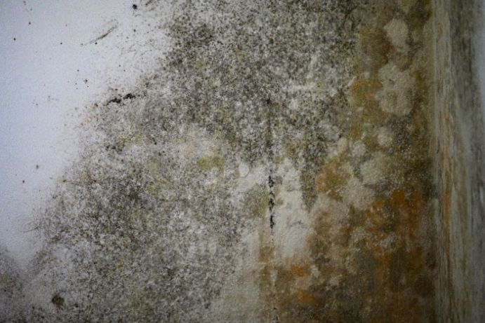 Coin de cave avec une énorme formation de moisissures due à un manque de ventilation de la cave.