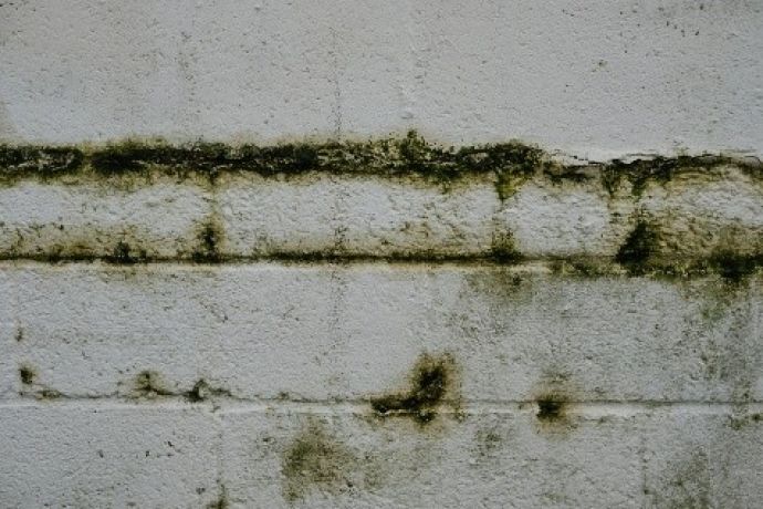 Des taches d’humidité sur les murs indiquent la présence d’humidité dans la maison
