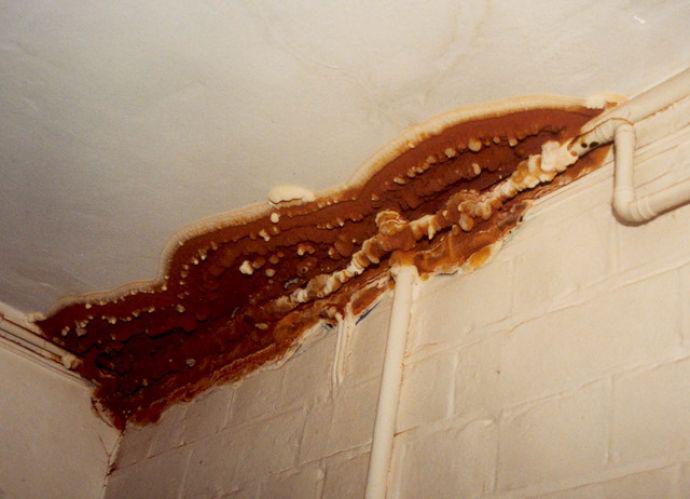 Champignon brun rouille de plusieurs mètres sur la séparation entre un mur et le plafond