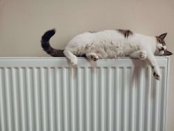 Een kat ligt op de verwarming 