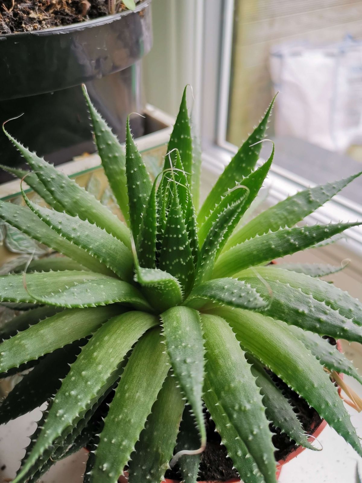 Plante Aloe Vera absorbant l'humidité