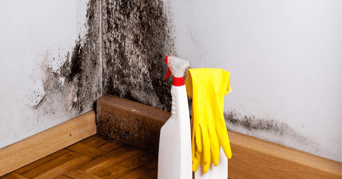 Moisissure sur le mur : Causes, solutions et comment l'enlever