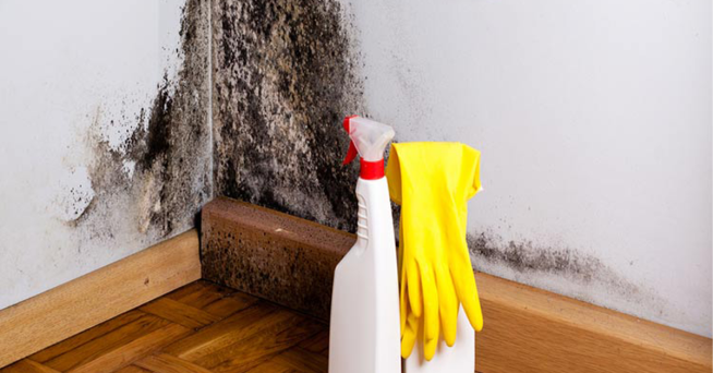 Schimmelwerende producten voor een muur met schimmelplekken 