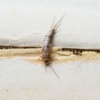 Zilvervisjes tasten behangpapier aan