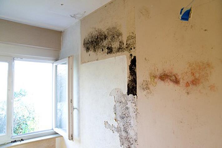 developpement-des-moisissures.jpg