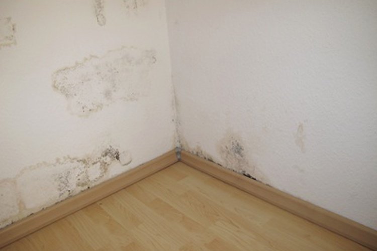L’ammoniaque est le produit ménager indispensable pour nettoyer une tache d’humidité sur un mur.