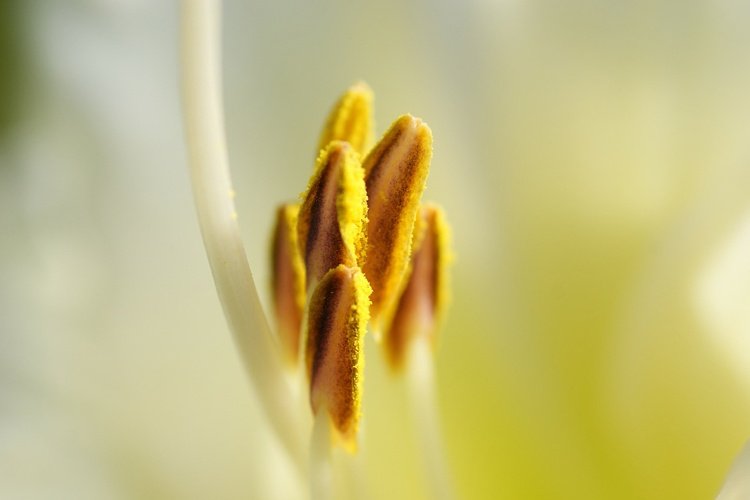 Pour lutter contre les allergies les plus courantes, coupez votre pelouse régulièrement.