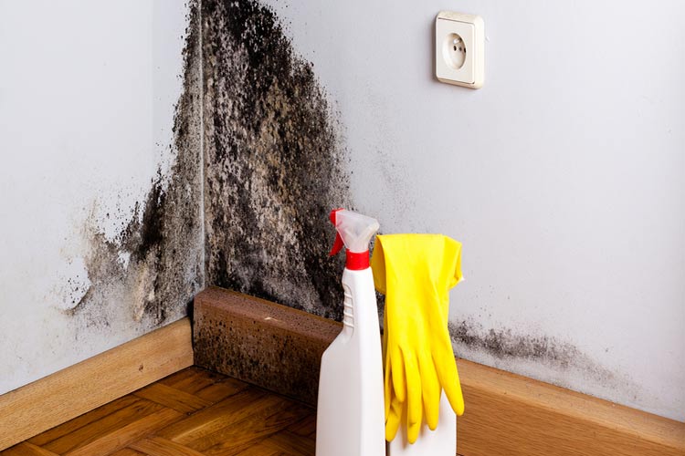 hoe schimmels verwijderen in je woning